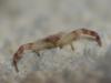 Thomisus onustus